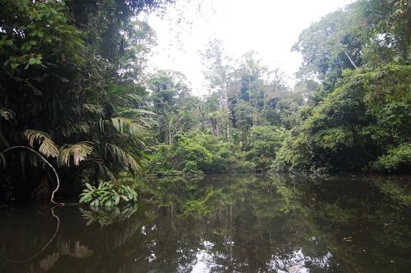 Hermosa Vista Naturaleza Escena —  Fotos de Stock