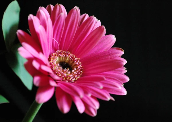 Όμορφα Λουλούδια Ανθικό Φόντο Έννοια — Φωτογραφία Αρχείου