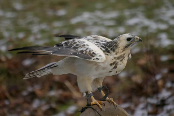 Γραφική Θέα Του Μαγευτικό Αρπακτικό Buzzard — Φωτογραφία Αρχείου