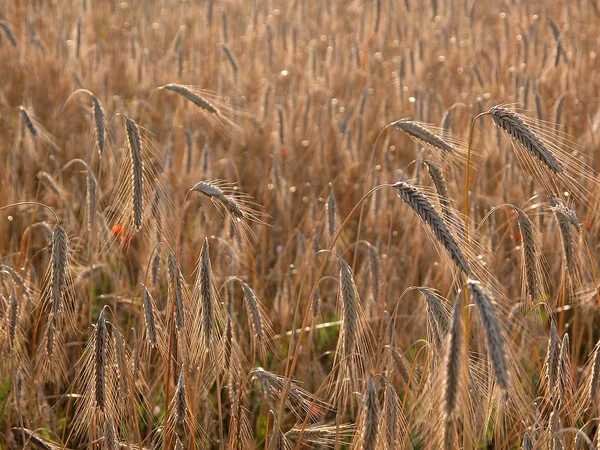 Άποψη Του Cornfield Έννοια Της Γεωργίας — Φωτογραφία Αρχείου