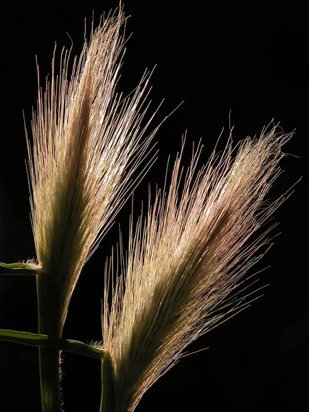 Espigas Milho Campo Milho — Fotografia de Stock