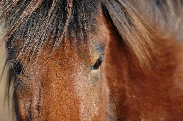 Horses Outdoors Daytime — Stock Photo, Image