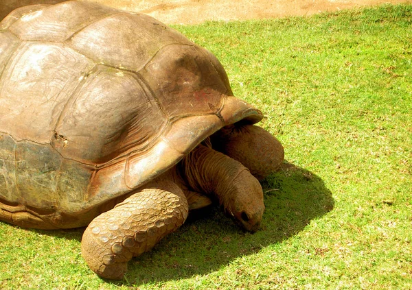 Die Schildkröten Wurden Aufgrund Des Katastrophalen Rückgangs Ihrer Art Mit — Stockfoto