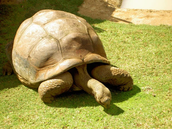 Tortue Tropicale Animal Reptile — Photo
