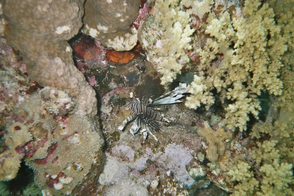 Lionfish Μπλε Βαθύ Ωκεανό Τον Ήλιο Και Ψάρια — Φωτογραφία Αρχείου