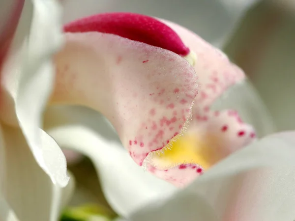 Vue Partielle Une Orchidée — Photo