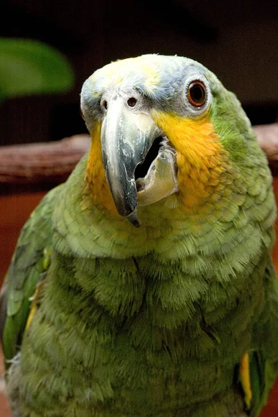 熱帯性のオウムの鳥や動植物 — ストック写真