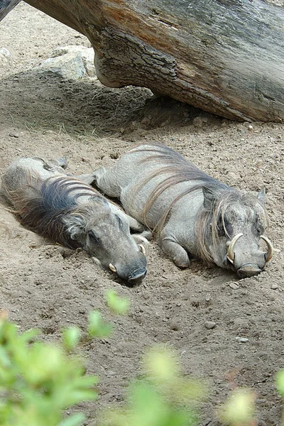 Closeup of animal at zoo