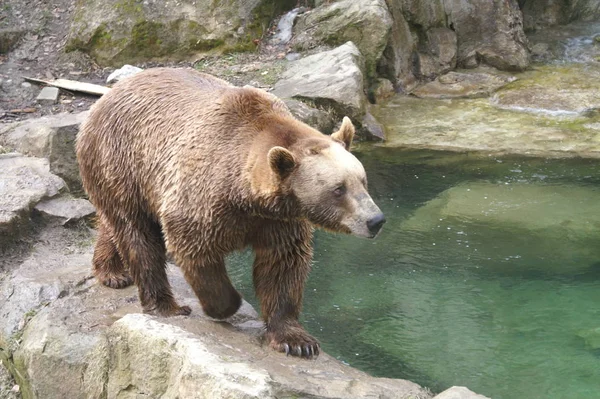 Fauna Brown Bear Animals Wildlife — Stock Photo, Image