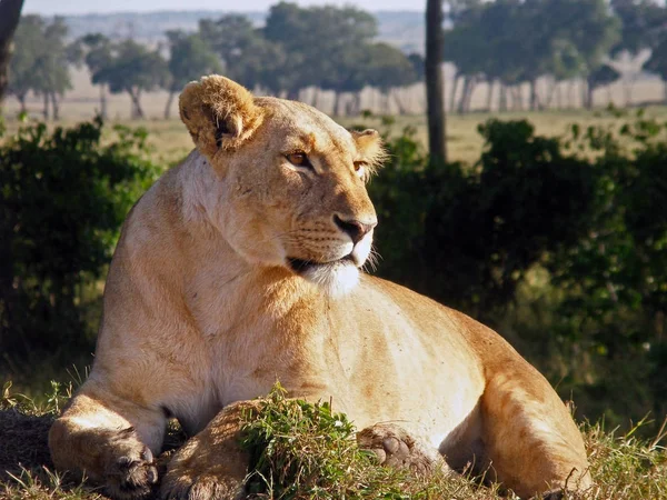 Malowniczy Widok Faunę Florę Savannah — Zdjęcie stockowe