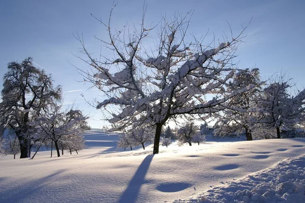 Árvore Inverno Luz Fundo — Fotografia de Stock