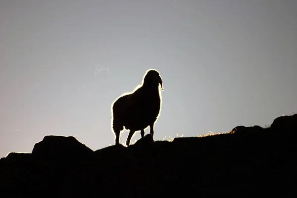 Silhouet Van Paard Zonsondergang Hemel Achtergrond Met Zwarte Witte Kleur — Stockfoto