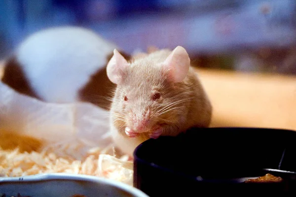 Porco Está Comendo Rato — Fotografia de Stock