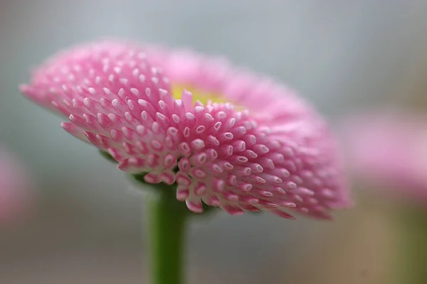 Bulanık Çiçeklerin Arka Planında Pembe Çiçek — Stok fotoğraf