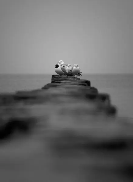 Mewy Spotykające Się Nad Morzem Bałtyckim — Zdjęcie stockowe