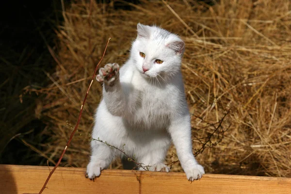 Portret Van Een Schattige Kat — Stockfoto