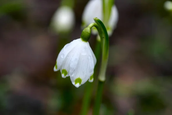 Białe Wiosenne Kwiaty Flora — Zdjęcie stockowe