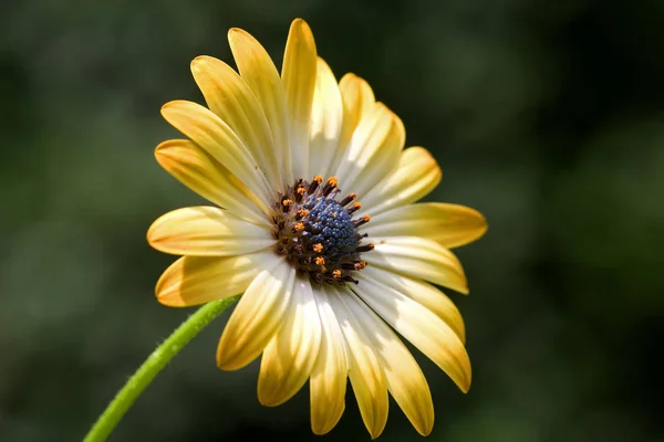 黄色の花の花びらや植物や葉 — ストック写真