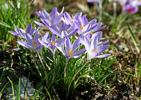 Crocus Virágok Virágoznak Tavaszi Növény — Stock Fotó