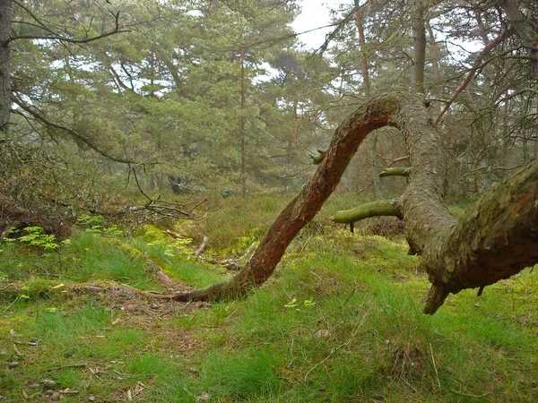 Incredibile Scandinavia Nel Nord Europa — Foto Stock