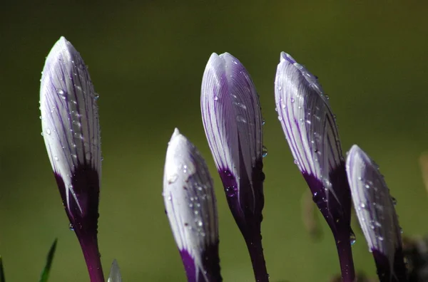 First Spring Flowers Crocus — Stock Photo, Image