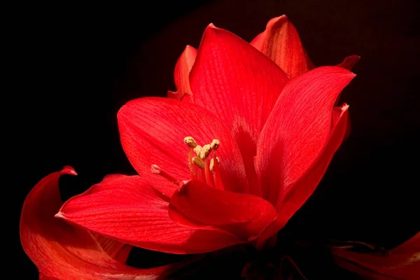 Amaryllis Květy Okvětní Lístky Flóra — Stock fotografie
