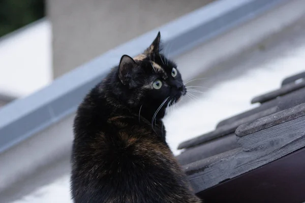 Portrait Cute Cat — Stock Photo, Image