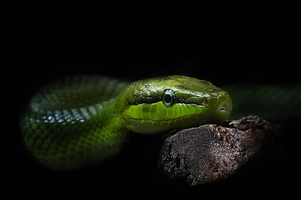 Vista Panorâmica Serpente Perigosa Majestosa — Fotografia de Stock