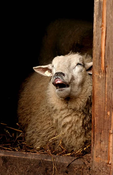 Este Animal Lindo Que Sabía Muy Bien Quería Sonreía — Foto de Stock