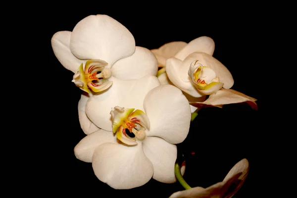 Güzel Orkide Çiçekleri Taç Yaprakları Flora — Stok fotoğraf