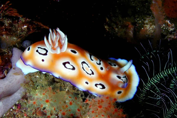 Chromodoris Leopardus Malými Krevetami Jako Pickup Krinoidní Kaňon Podkovy Rinca — Stock fotografie