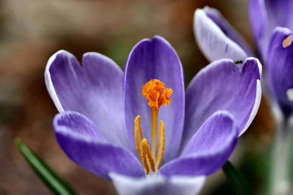 Krokusse Blühende Blumen Der Natur Frühlingsflora — Stockfoto