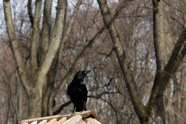 Vue Panoramique Bel Oiseau Nature — Photo