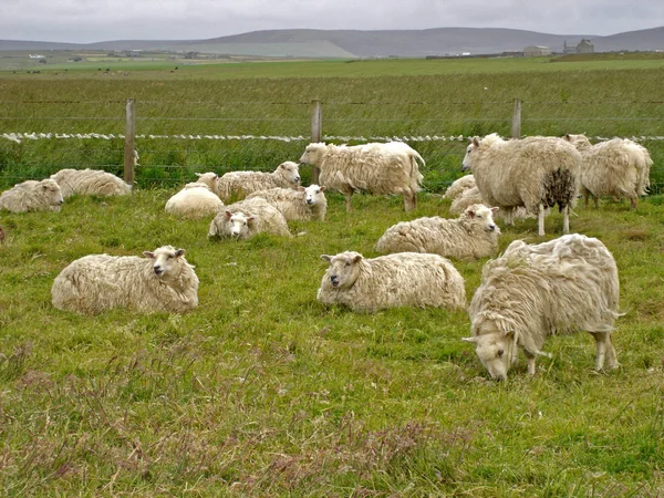 Landschappelijke Visie Landbouw Het Platteland — Stockfoto