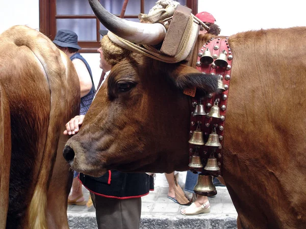 Romeria San Roque — Stock fotografie