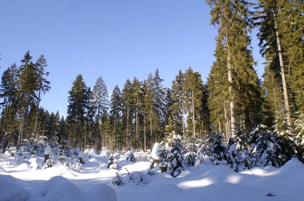 Avskogning Fichtelgebirge Fichtelsee Övre Franconia Bayern — Stockfoto