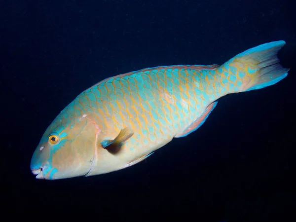 Κοντινή Προβολή Του Είδους Parrotfish Κάτω Από Νερό — Φωτογραφία Αρχείου