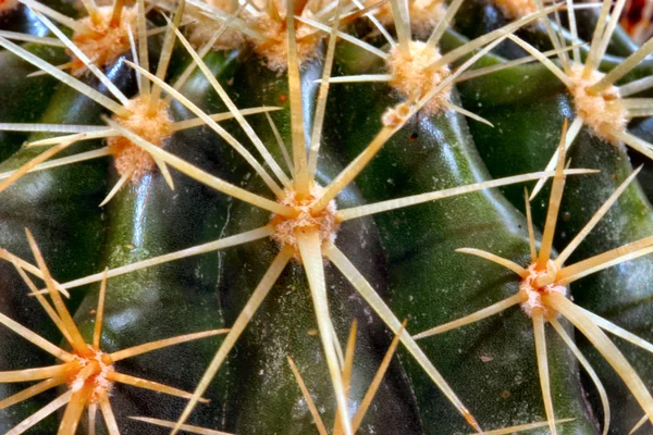 Тропическое Зеленое Растение Сочные Кактусы — стоковое фото