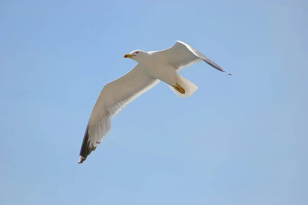 Vue Panoramique Magnifiques Oiseaux Mouettes Nature — Photo