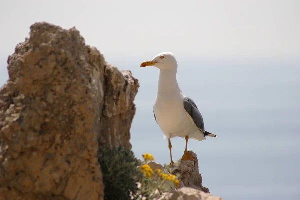 Malerischer Blick Auf Schöne Möwenvögel Der Natur — Stockfoto