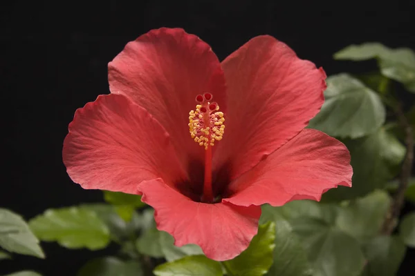 Natursköna Vackra Färgglada Hibiskus Blomma — Stockfoto