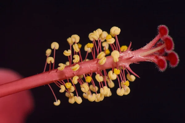 Landschaftlich Schöne Bunte Hibiskusblüte — Stockfoto