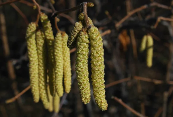 Hasselnöt Och Björk Mina Värsta Fiender Pollenallergi — Stockfoto