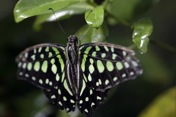 아름다운 색깔의 나비를 가까이 — 스톡 사진