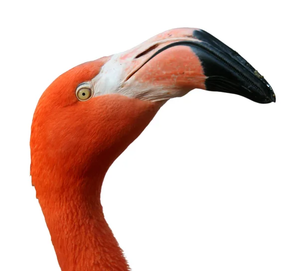 Flamingo Profili Doğal Kuş Arkaplanı — Stok fotoğraf