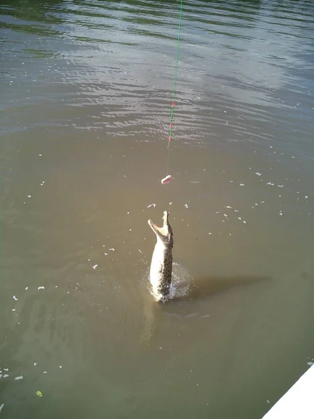 Crocodilo Animal Anfíbio Perigoso — Fotografia de Stock