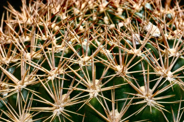 Tropisk Växt Botanik Flora Kaktus — Stockfoto