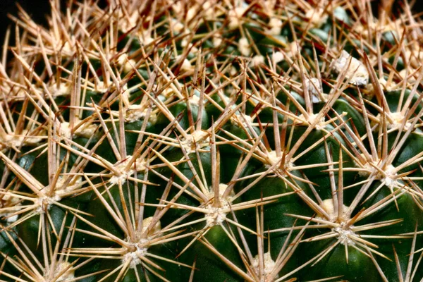 Planta Tropical Flora Botânica Cacto — Fotografia de Stock