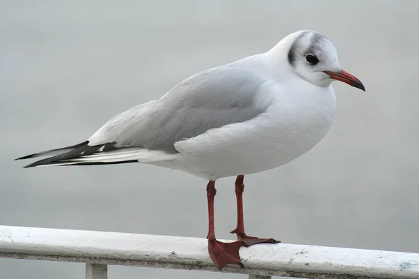 Utsikt Över Havet — Stockfoto