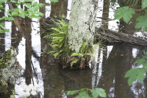 Forêt Conifères Aux Fougères Herbe Verte — Photo